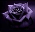 MyRose