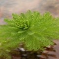 weihtw