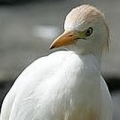openegret