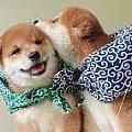 藍色柴犬