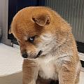 猛吸哈利