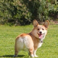 CorgiButtFur