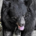 bear081588