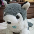 SnoopyHusky