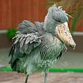 Shoebill