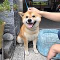 Shiba Hunter