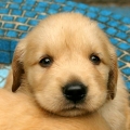go-go-puppy