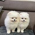 easternduo08
