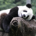 Panda_AU