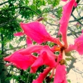 iuexeyz