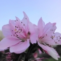 AMYLU