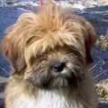liaopowei