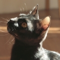 pussy.c