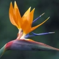 天堂鳥168