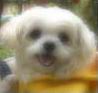 stanleychau