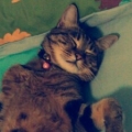 貓彤彤