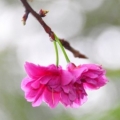 丫惠