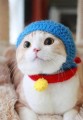 佩蘿