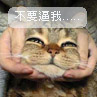 綠茶貓