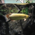 小小六