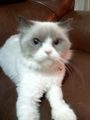 fifi_cat
