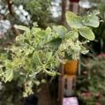 蕭然飄飄