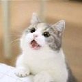 低手不低手