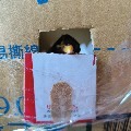青菜讚