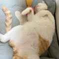 qqfafacat