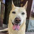 狗狗怪