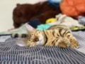 陳永鑫