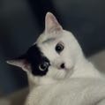 iampupu