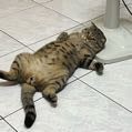 75496