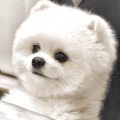 wpwmimi