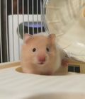 大寫C