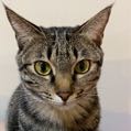 CatccLin