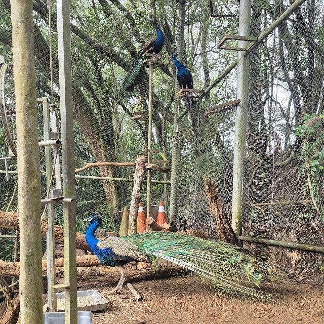 黃黃黃小姐